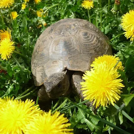 Couette-café Da Erminia Verdabbio