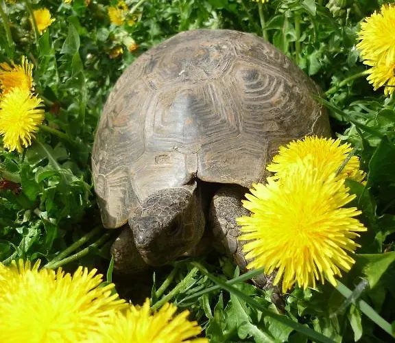 Bed and breakfast Da Erminia Verdabbio